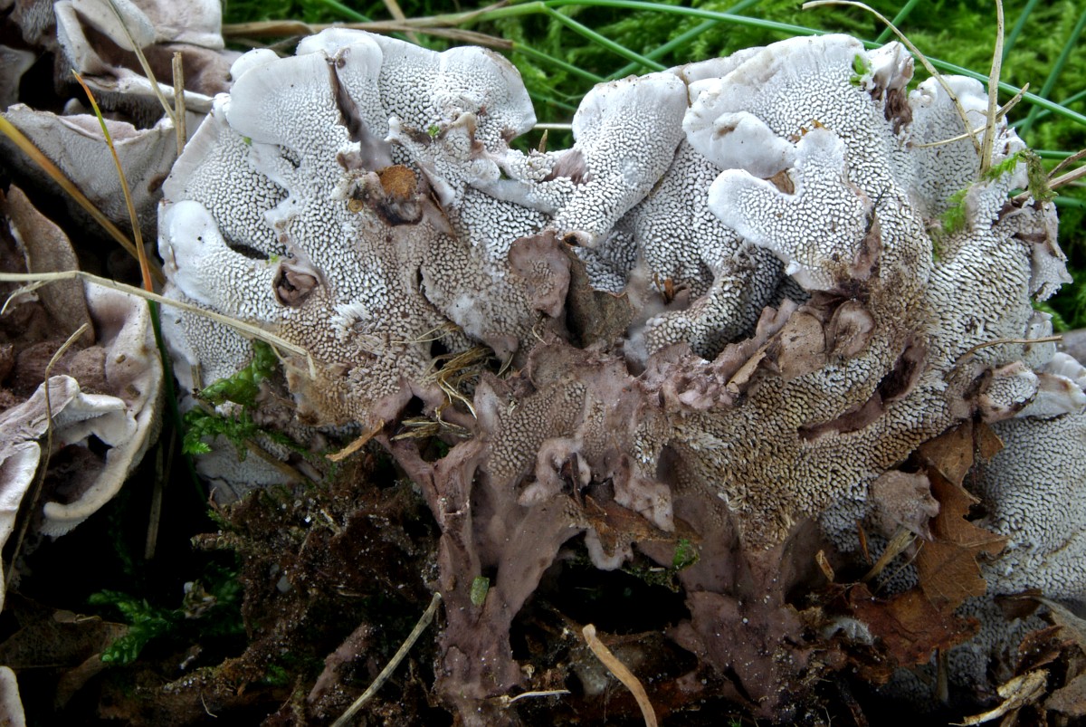 Phellodon melaleucus